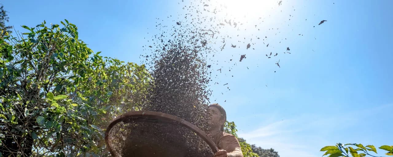 Gdzie rośnie awokado? Odkryj jego świat i inspiracje podróżnicze